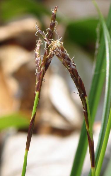 Fotografie von Carex digitata, Finger-Segge