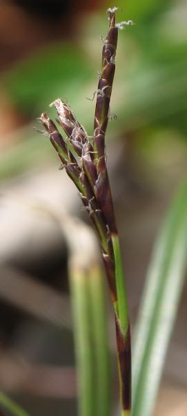 Fotografie von Carex digitata, Finger-Segge