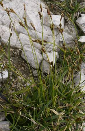 Fotografie von Carex firma, Polster-Segge