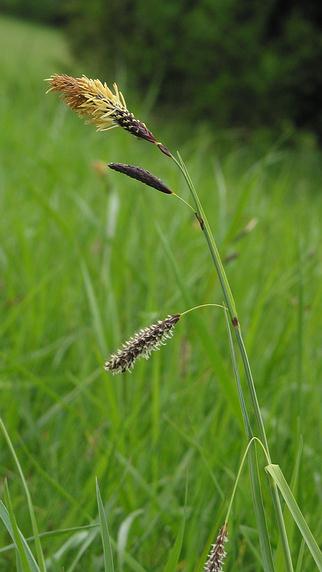 Fotografie von Carex flacca, Blaugrüne Segge