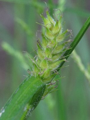 Fotografie von Carex hirta, Behaarte Segge