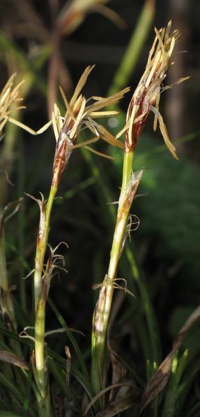 Fotografie von Carex humilis, Erd-Segge