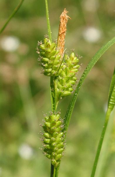 Fotografie von Carex pallescens, Bleiche Segge