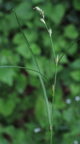 Fotografie von Carex remota, Winkel-Segge
