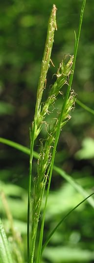 Fotografie von Carex sylvatica, Wald-Segge