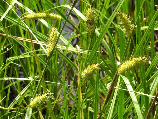 Fotografie von Carex vesicaria(?), Blasen-Segge(?)