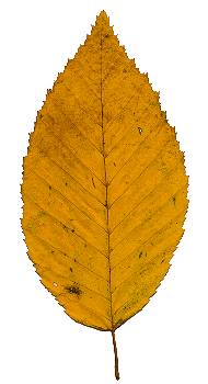 Herbstblatt von Carpinus betulus, Hainbuche