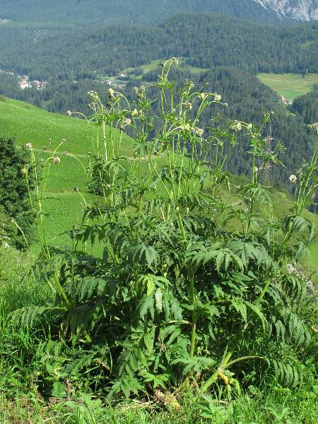 Fotografie von Cephalaria alpina, Alpen-Schuppenkopf