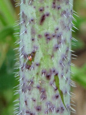 Fotografie von Chaerophyllum bulbosum, Knolliger Kälberkropf