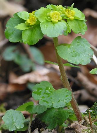 Fotografie von Chrysosplenium alternifolium, Wechselblättriges Milzkraut