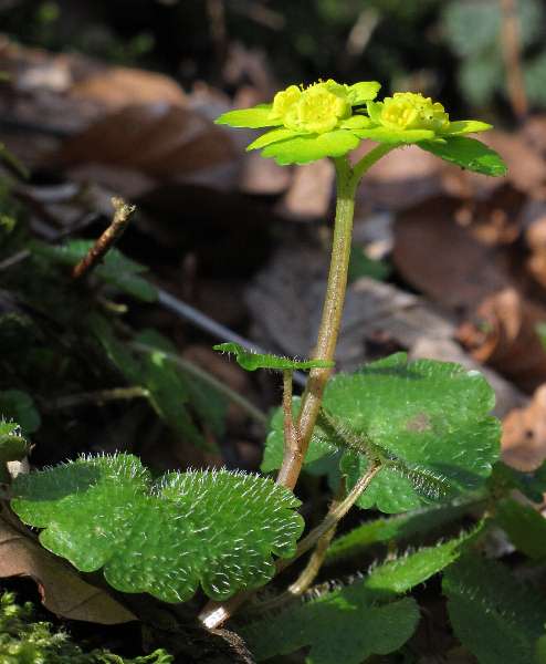 Fotografie von Chrysosplenium alternifolium, Wechselblättriges Milzkraut