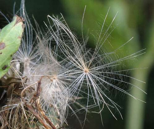 Fotografie von Cirsium oleraceum, Kohldistel