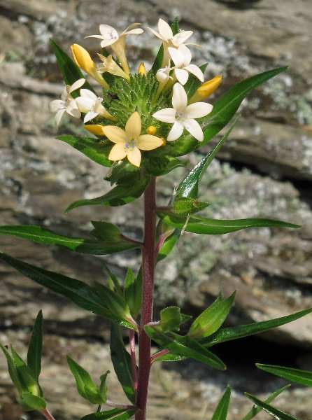 Fotografie von Collomia grandiflora, Großblumige Leimsaat