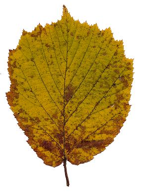Herbstblatt von Corylus avellana, Haselstrauch