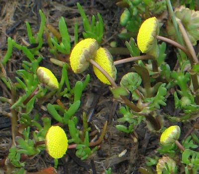 Fotografie von Cotula coronopifolia, Krähenfußblättrige Laugenblume
