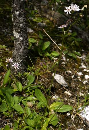 Fotografie von Crepis froelichiana ssp. dinarica, Dinarischer Frölich-Pippau