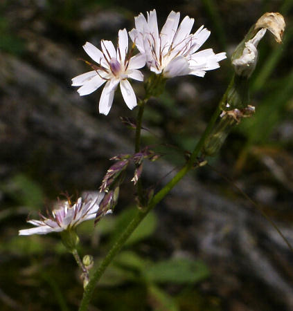 Fotografie von Crepis froelichiana ssp. dinarica, Dinarischer Frölich-Pippau