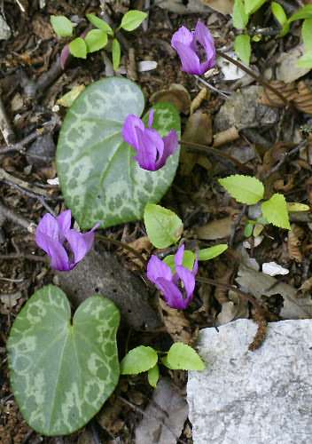 Fotografie von Cyclamen purpurascens, Europäisches Alpenveilchen