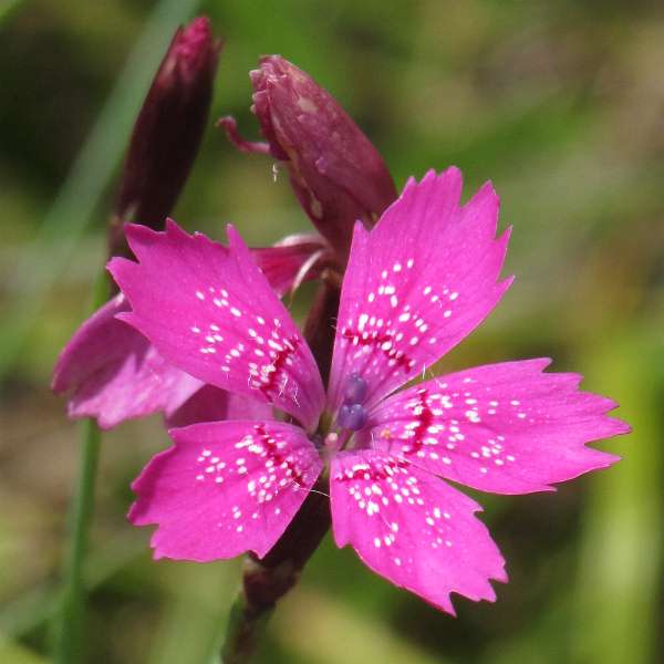 Fotografie von Dianthus deltoides, Heide-Nelke