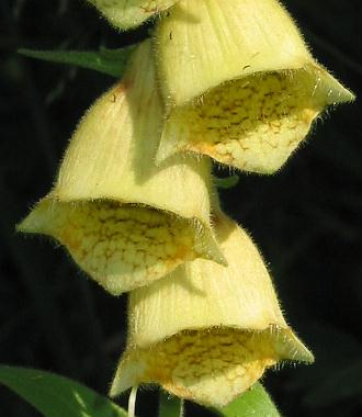 Fotografie von Digitalis grandiflora, Großblütiger Fingerhut