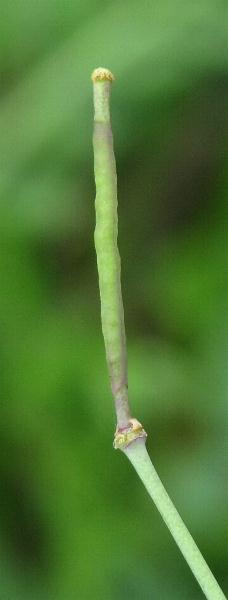 Fotografie von Diplotaxis tenuifolia, Schmalblättriger Doppelsame