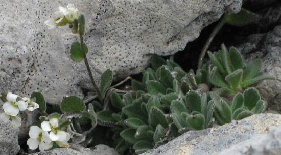 Fotografie von Draba dubia(?), Gletscher-Felsenblümchen(?)