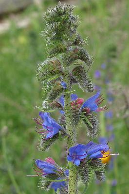 Fotografie von Echium vulgare, Blauer Natternkopf