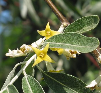 Fotografie von Elaeagnus angustifolia, Ölweide