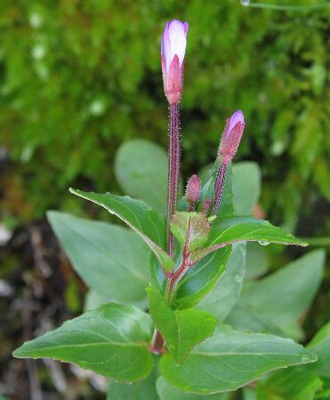 Fotografie von Epilobium alsinifolium, Mierenblättriges Weidenröschen