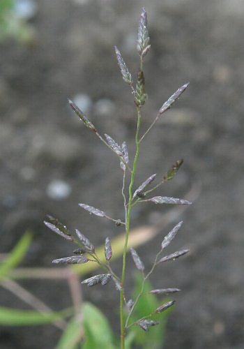 Fotografie von Eragrostis minor, Kleines Liebesgras
