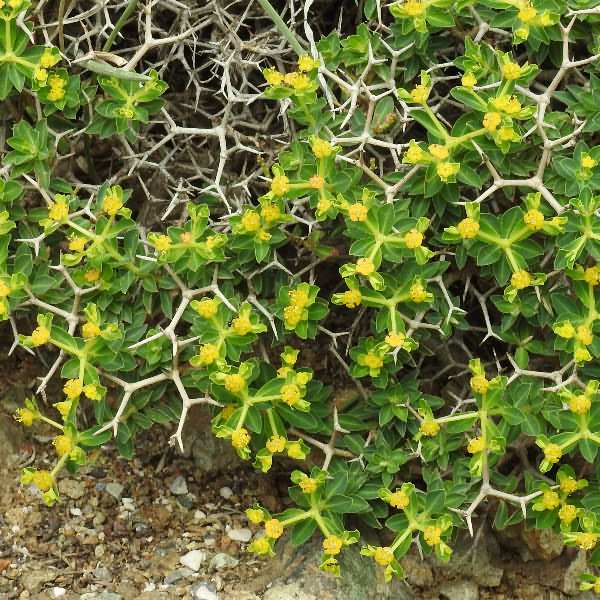 Fotografie von Euphorbia acanthothamnos, Griechische Dornbusch-Wolfsmilch