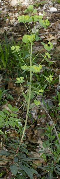 Fotografie von Euphorbia amygdaloides, Mandelblättrige Wolfsmilch