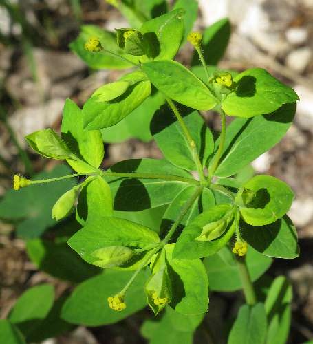 Fotografie von Euphorbia carniolica, Krainer Wolfsmilch
