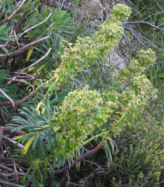 Fotografie von Euphorbia characias, Palisaden-Wolfsmilch