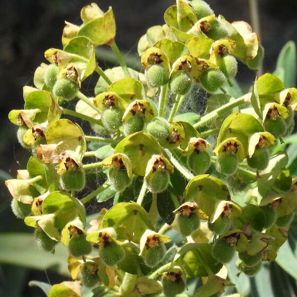Fotografie von Euphorbia characias, Palisaden-Wolfsmilch