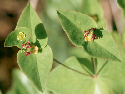 Fotografie von Euphorbia dulcis, Süße Wolfsmilch