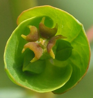 Fotografie von Euphorbia esula agg., Esels-Wolfsmilch