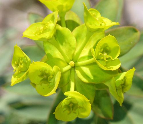 Fotografie von Euphorbia nicaeensis, Nizza-Wolfsmilch