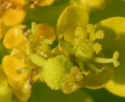 Fotografie von Euphorbia palustris, Sumpf-Wolfsmilch