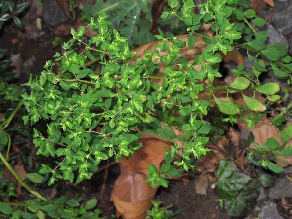 Fotografie von Euphorbia peplus, Garten-Wolfsmilch
