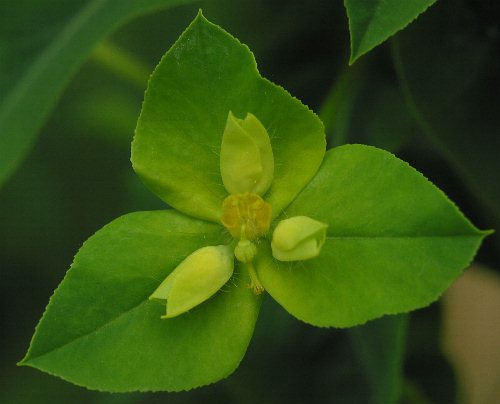 Fotografie von Euphorbia platyphyllos, Breitblättrige Wolfsmilch
