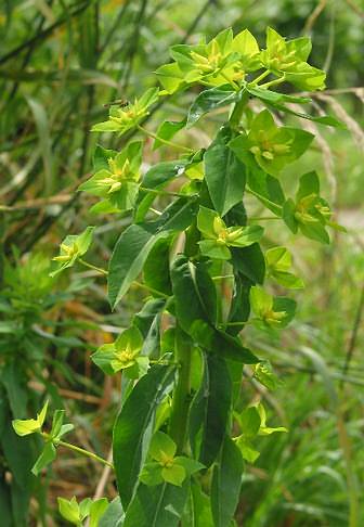 Fotografie von Euphorbia platyphyllos, Breitblättrige Wolfsmilch