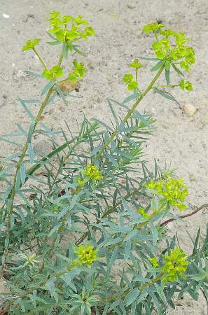 Fotografie von Euphorbia seguieriana, Steppen-Wolfsmilch