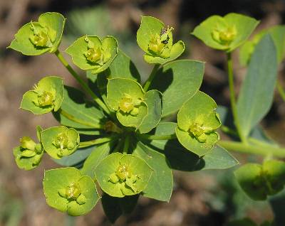 Fotografie von Euphorbia seguieriana, Steppen-Wolfsmilch