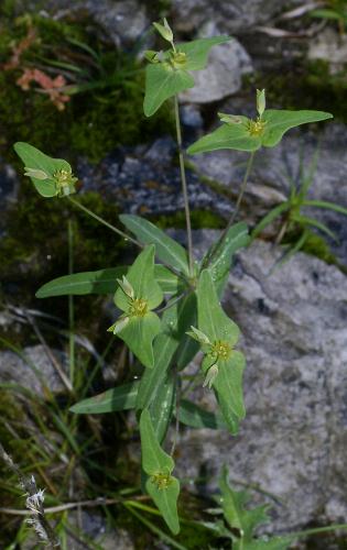 Fotografie von Euphorbia variabilis, Veränderliche Wolfsmilch
