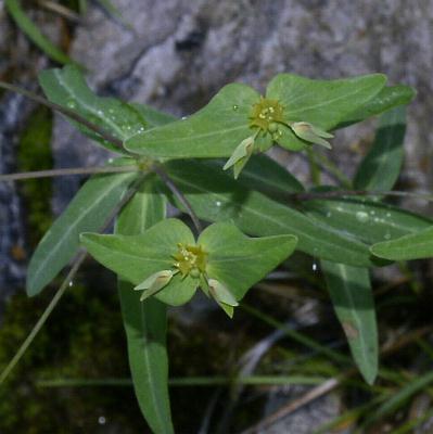 Fotografie von Euphorbia variabilis, Veränderliche Wolfsmilch