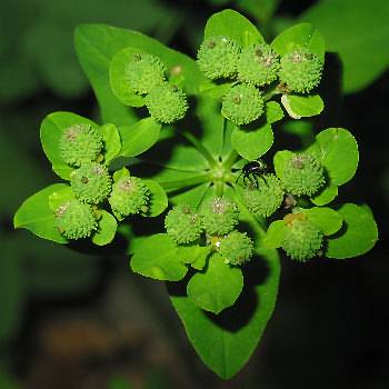 Fotografie von Euphorbia verrucosa, Warzen-Wolfsmilch
