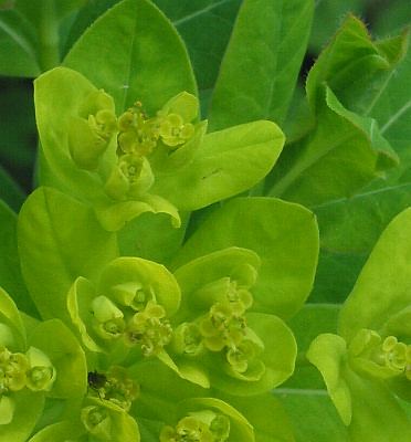 Fotografie von Euphorbia villosa, Zottige Wolfsmilch