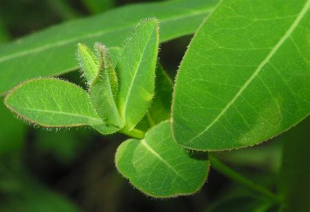 Fotografie von Euphorbia villosa, Zottige Wolfsmilch
