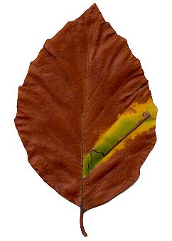 Herbstblatt von Fagus sylvatica, Rotbuche